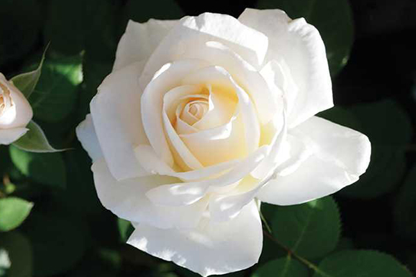 easyspirit An image of the white rose 'Easy Spirit'
