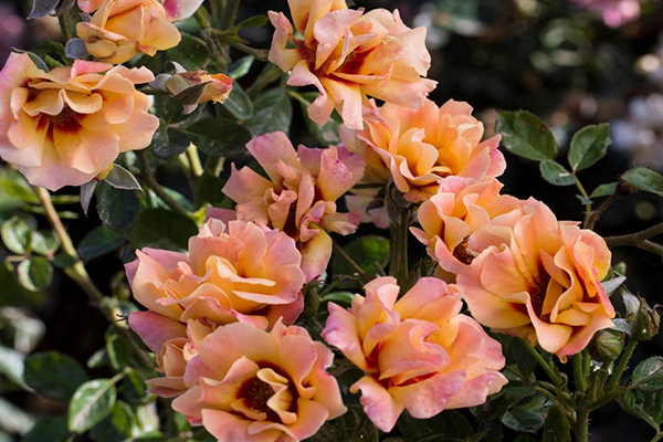 eyeconicmango An orange pink image of eyeconic mago roses