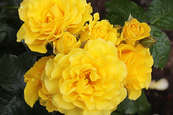floribundas An image of the yellow floribundas