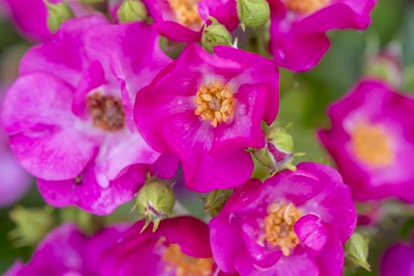 grapejelly Grapejelly Flower