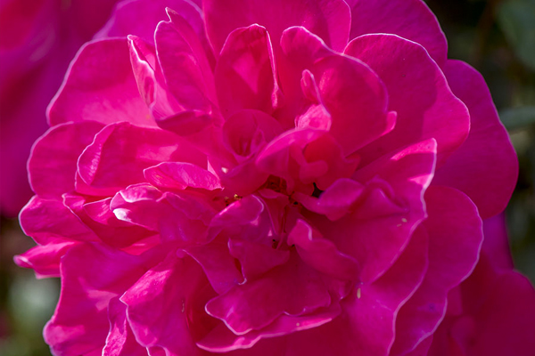 highwireflyer Dark Pink Garden Rose