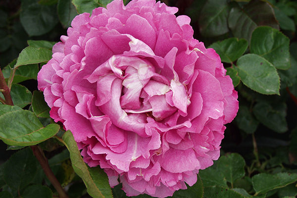 hybrid-grandiflora Hybrid Grandiflora Pink Rose