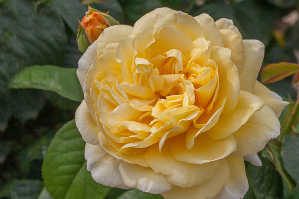 moonlight-romantica An image of the yellow rose 'Moonlight Romantica'