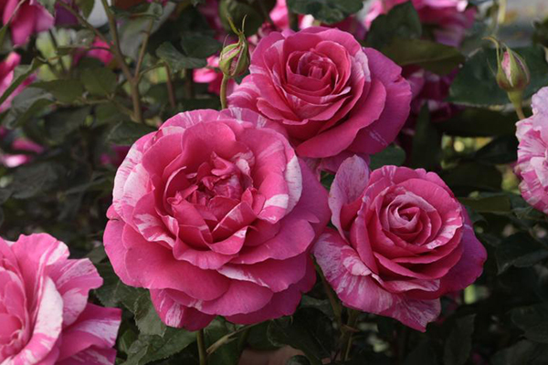 parade-day Parade Day Rose PInk