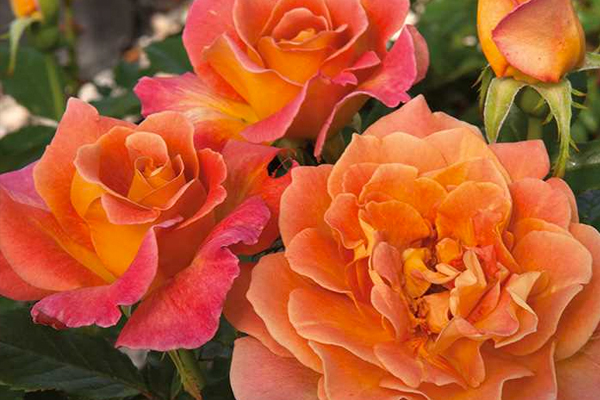 rosietheriveter An image of a red orange 'Rosie the Riveter' rose