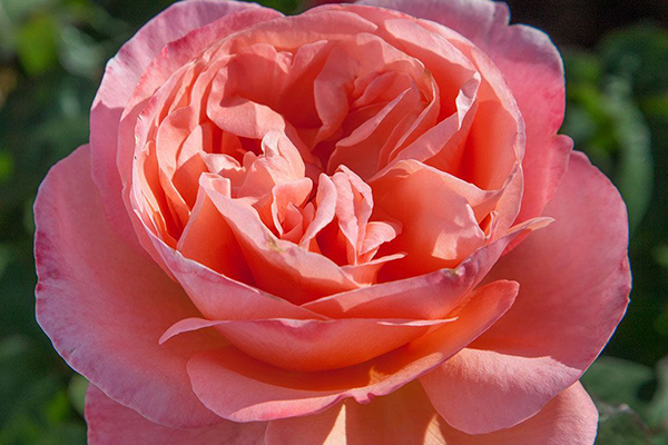 sweetmadomoiselle Sweet Madamoiselle Rose
