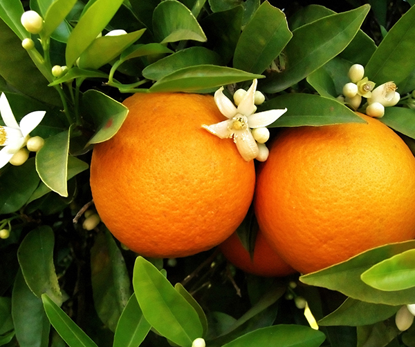 Citrus Fruit Tree