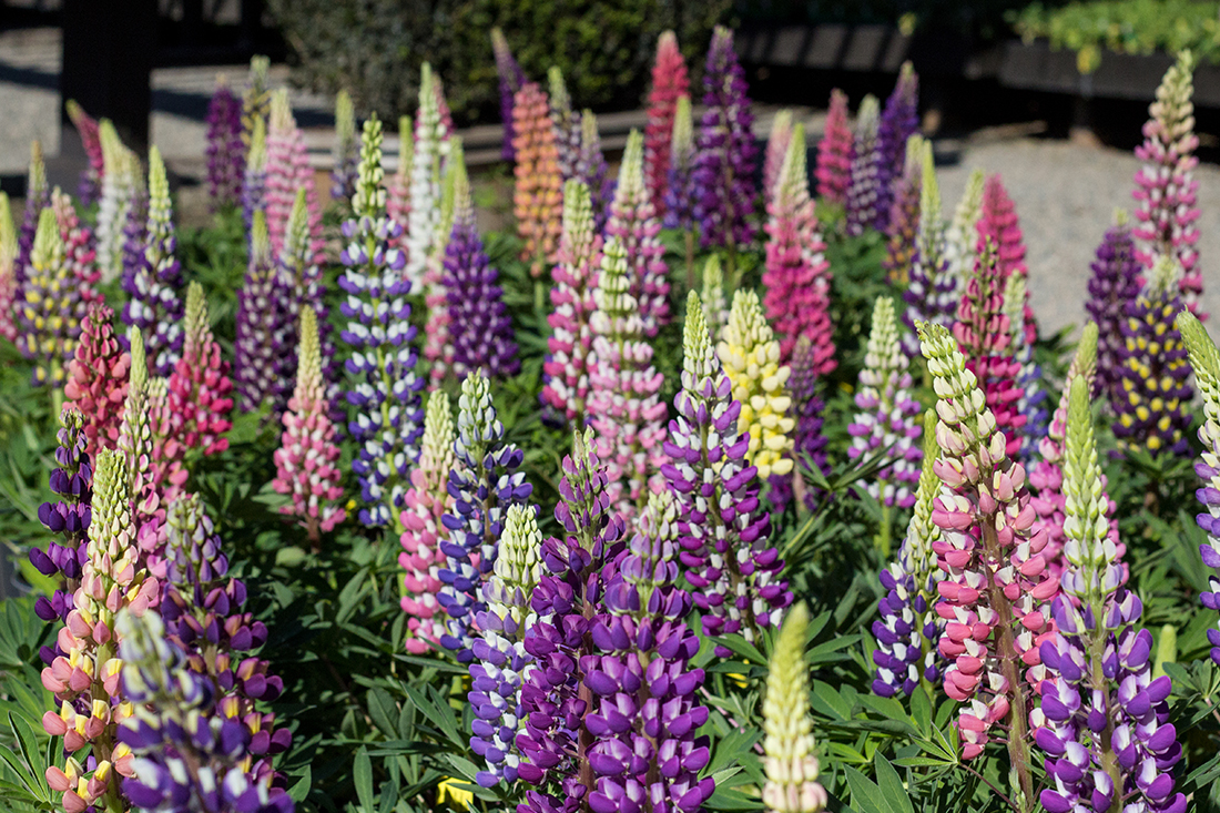 An image of pink and purple lupines
