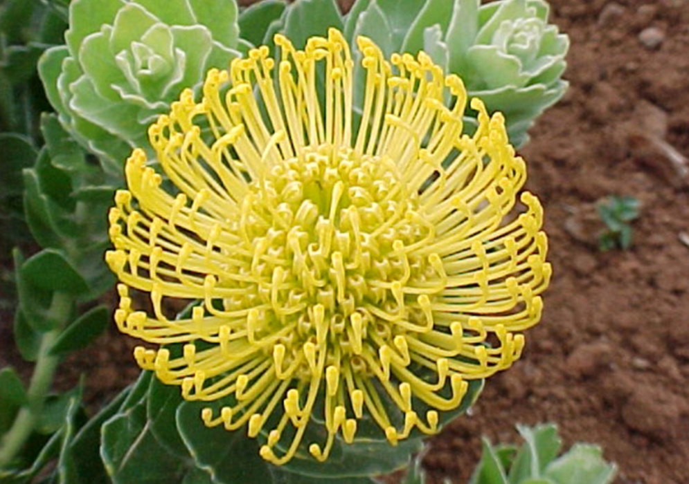 An image of a yellow pincushion proteas
