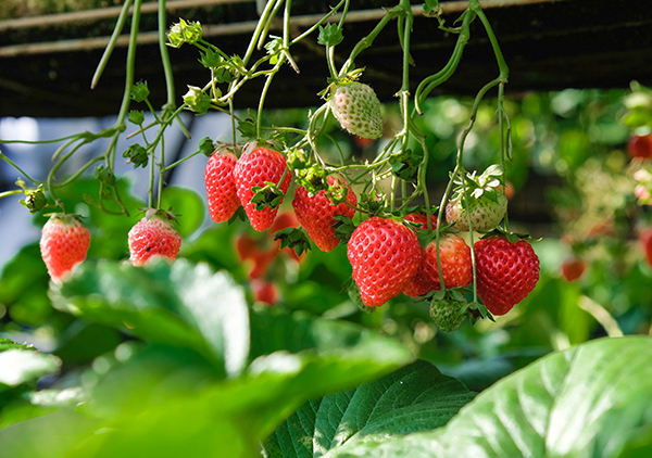 An image of bright red strawberries