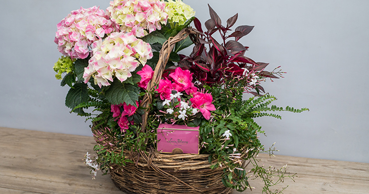 An image of a pink white hydrangea and chocolates for Mother's Day basket