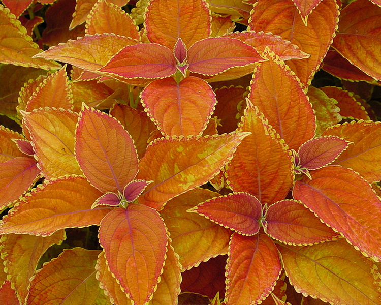 Coleus An image of an orange coleus