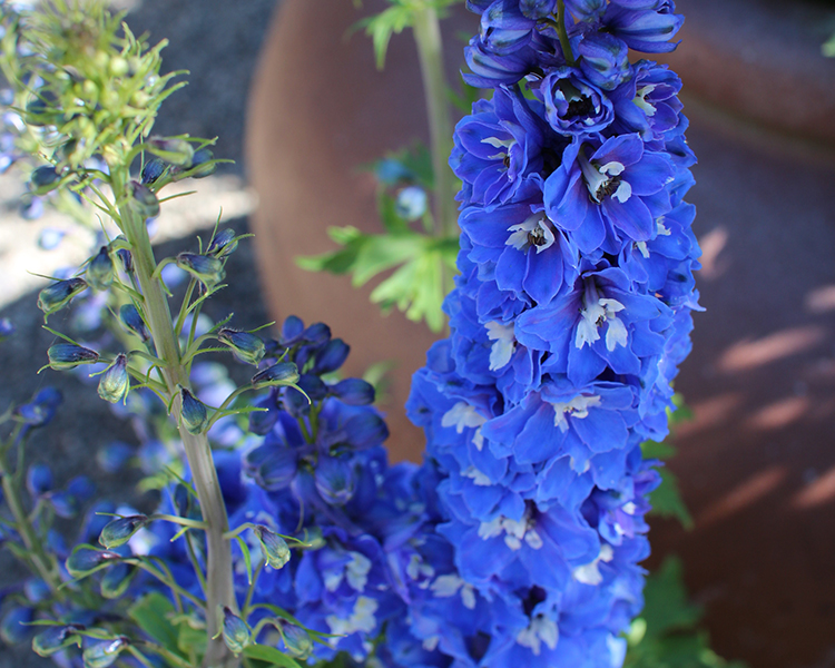 Delphinium An image of a blue delphinium