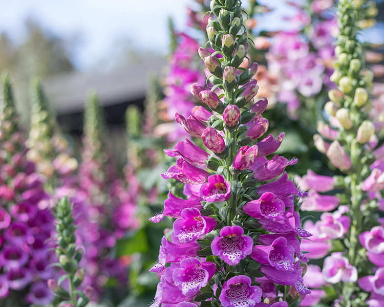 Foxglove An image of a purple pink foxglove