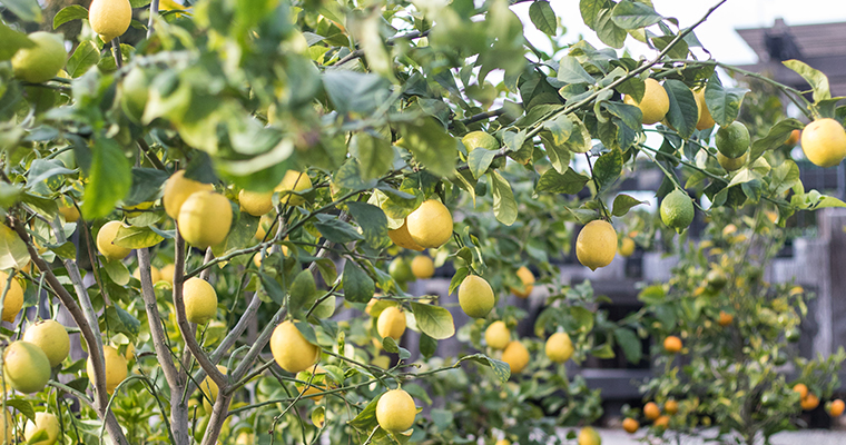 An image of yellow lemons for growing great ctirus seminar