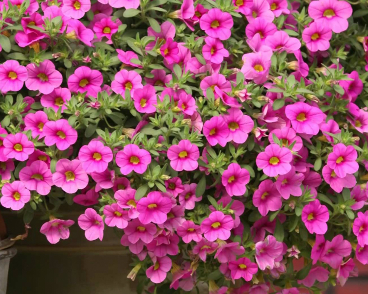 MillionBells An image of pink million bells