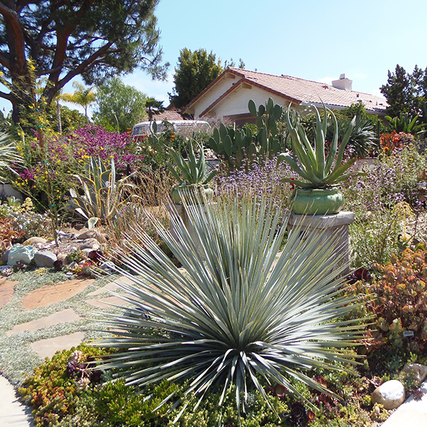 Contest winning Garden with Cacti and Succulents