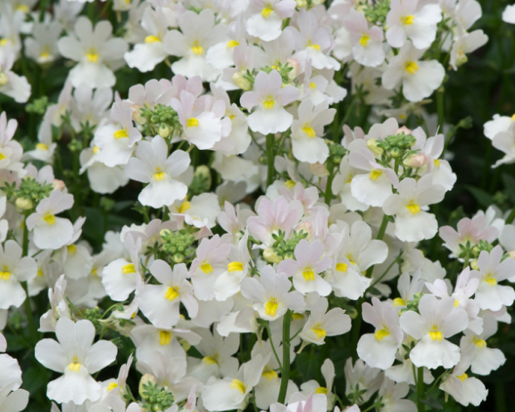 Nemesia An image of a white nemesia flower