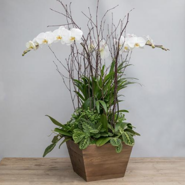 Screen Shot 2018-04-05 at 12.01.30 PM An image of a white orchid in a wooden box planted arrangement