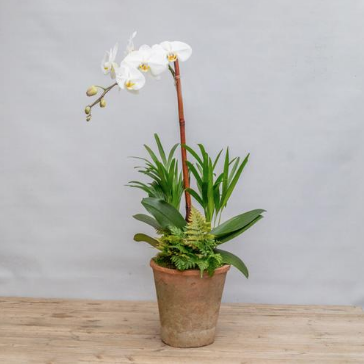 Screen Shot 2018-04-05 at 12.03.01 PM An image of a white orchid in a clay pot for planted arrangements