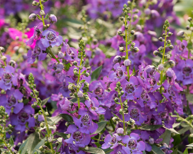 SummerSnapdragon An image of a purple summer snapdragon