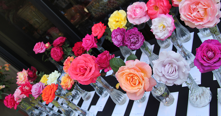 An image of brightly colored roses for the Annual Amateur Rose Show and Contest