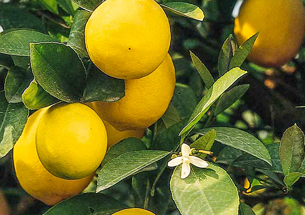 An image of citrus lemons