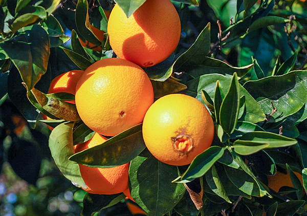 An image of citrus oranges
