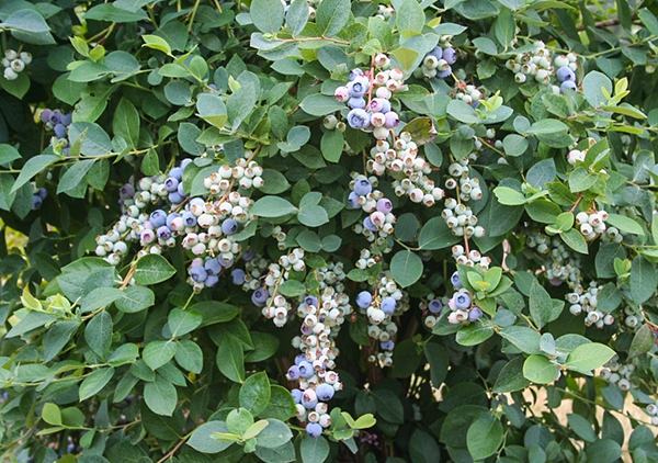 An image of blueberries