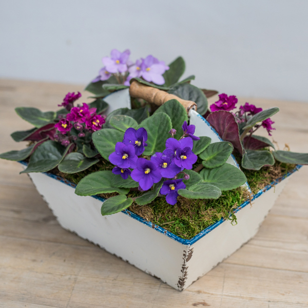 An image of violet, magenta and light purple flower planted arrangement