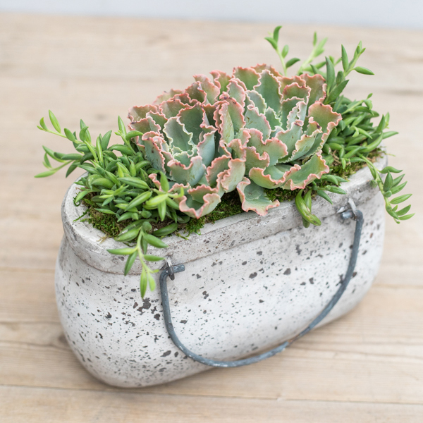 An image of a succulent on a stone pail