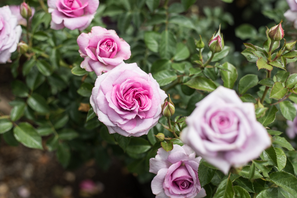 An image of pink roses