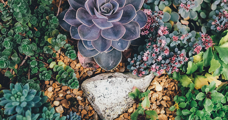 An image of designing succulents workshop