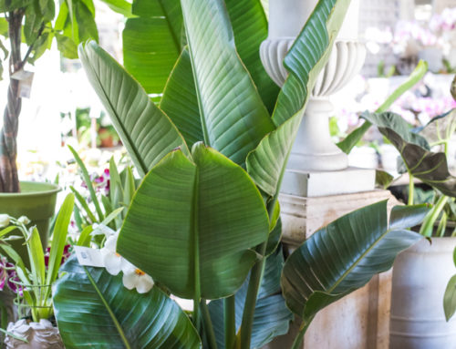 Designer Indoor Plants & Specimens by Lynda