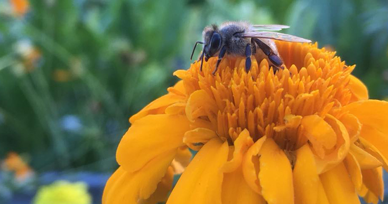 An image of a bumblebee pollinating a bright orange flower
