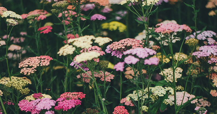 An image of yellow, orange, pink and white little bundles of flowers