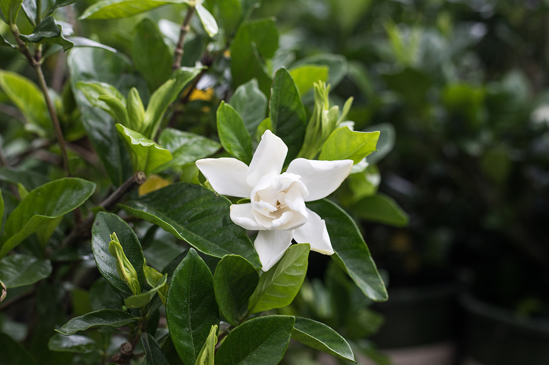 An image of a white gardenia