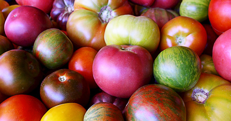 cool season tomatoes planting cool season tomatoes