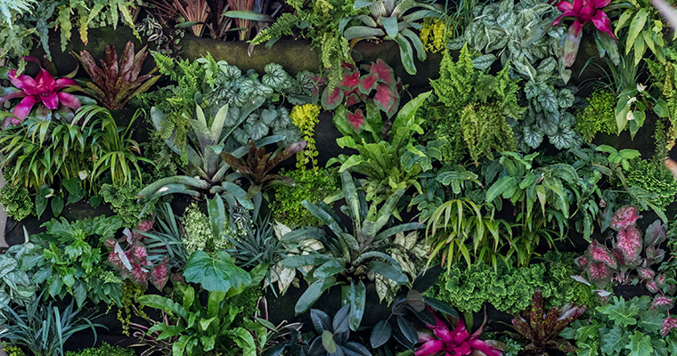 An image of a creative living plant wall