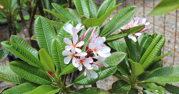 Plumeria Society Event