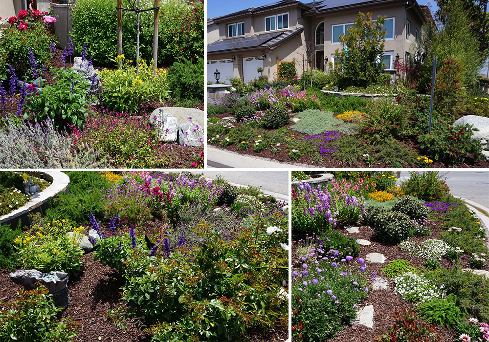 A collage of Simpson entry for California Friendly Garden Contest 2018