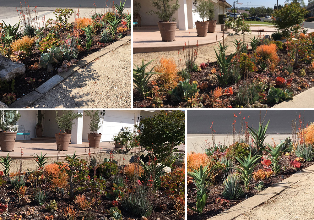 A collage of Tabone entry for California Friendly Garden Contest 2018