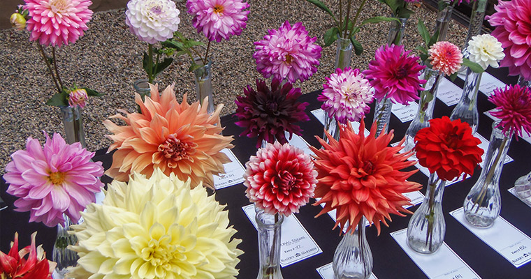 An image of Dahlia for the Dahlia Show & Contest