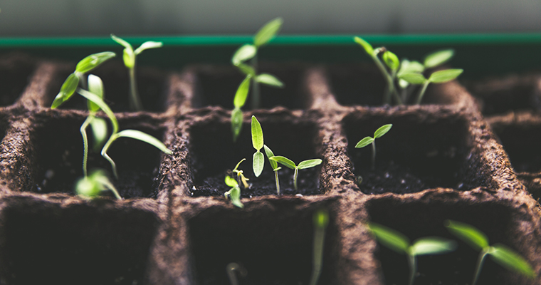 Cool Weather Vegetables Starting from Seed