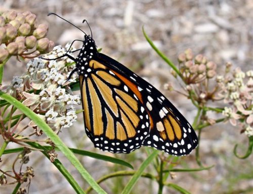 Monarchs and Milkweeds, What Gardeners Need to Know
