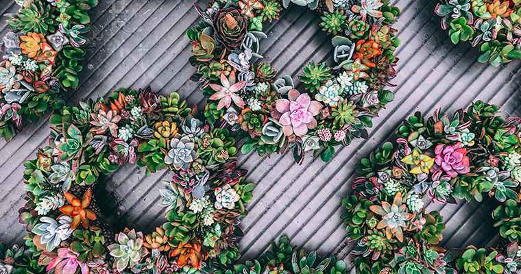 Top 10 Trendiest & Rare Succulents for your Garden Roger's Gardens Seminar