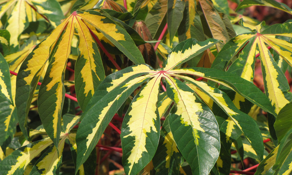 An image of a variegated cassava