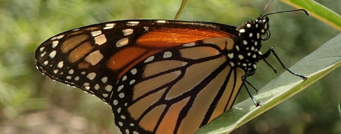 An image of a orange, black and white spotted Monarch butterfly