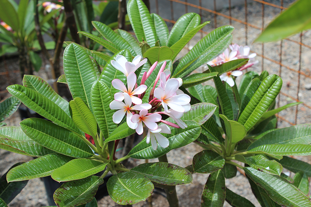 An image of Plumeria flowers with bright green foliage and tiny pinkish white flowers