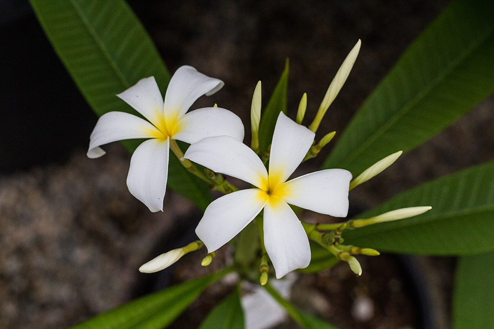 A close up image of Plumeria "Pacific Star"